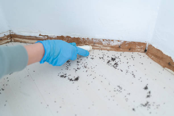 Insect Control in On Top Of The World Designated Place, FL