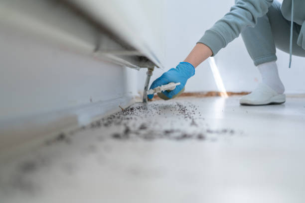 Best Termite Control Services  in On Top Of The World Designated Place, FL